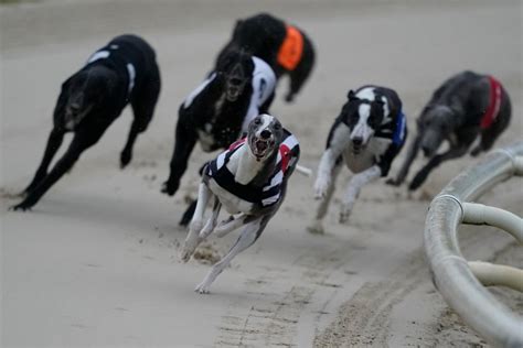 greyhounds betting strategies|Greyhound Betting Strategies: Tips .